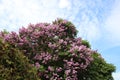 Blossoming sweet lilac flowers