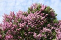 Flowering blossoming sweet lilac