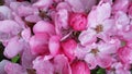 Blossoming Sweet Pink Apple Flowers