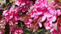 Blossoming Sweet Pink Cherry Apples Flowers