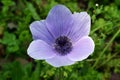 Flowering Blue Anemone in the Hurshat Tal in North Israel