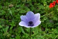 Flowering Blue Anemone in the Hurshat Tal in North Israel