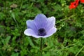 Flowering Blue Anemone in the Hurshat Tal in North Israel