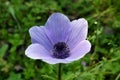 Flowering Blue Anemone in the Hurshat Tal in North Israel