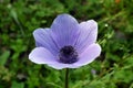 Flowering Blue Anemone in the Hurshat Tal in North Israel