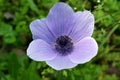 Flowering Blue Anemone in the Hurshat Tal in North Israel