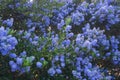 Flowering Blue Blossom Ceanothus evergreen shrub close up.