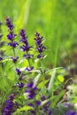 Flowering blue bugleweed in springtime on blurred green background