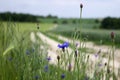 Flowering blue cornflowers in a field near a dirt road, summer background. Beautiful summer flowers in a field among wheat Royalty Free Stock Photo