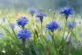 Flowering blue cornflowers on summer meadow, watercolor painting Royalty Free Stock Photo