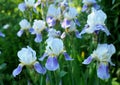 Flowering blue Germanic irises on natural background