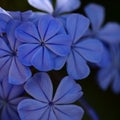 Flowering blue Plumbago auriculata, cape leadwort Royalty Free Stock Photo