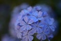 Flowering blue Plumbago auriculata, cape leadwort Royalty Free Stock Photo