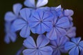 Flowering blue Plumbago auriculata, cape leadwort Royalty Free Stock Photo