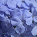Flowering blue Plumbago auriculata, cape leadwort natural macro Royalty Free Stock Photo