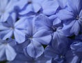 Flowering blue Plumbago auriculata, cape leadwort natural macro Royalty Free Stock Photo