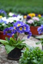 Flowering blue primrose on stem close-up Royalty Free Stock Photo
