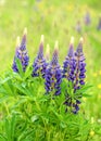 Flowering blue and purple lupin plans growing wild among green grass and yellow flowers. Royalty Free Stock Photo