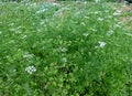 Flowering and bolting cilantro coriander plants in garden bed