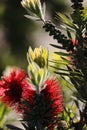 Spring Bloom Series - Red Bottlebrush Flowers - Callistemon
