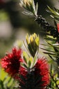 Spring Bloom Series - Red Bottlebrush Flowers - Callistemon