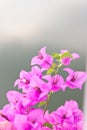 Flowering bougainvillea