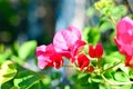 Flowering bougainvillea Royalty Free Stock Photo