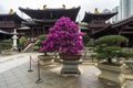 Flowering bougainvillea bonsai trees at the Chi Lin Nunnery, Hong Kong, Diamond Hill Royalty Free Stock Photo