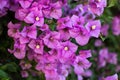 Flowering bougainvillea branches