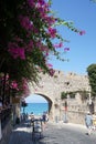 A flowering bougainvillea bush, without which the landscapes of Rhodes are simply unthinkable. Rhodes, Greece