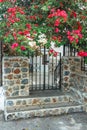 Flowering bougainvillea plant over black metal