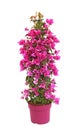 Flowering bougainvillea pot with bright pink colors