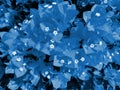 Flowering bougainvillea toned in color 2020 Classic Blue. Trendy toning