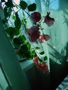 Flowering bougainvillea on the window in the interior