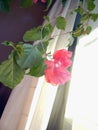 Flowering bougainvillea on the window in the interior