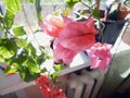 Flowering bougainvillea on the window in the interior