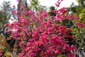 Flowering bougainvillea, adobe rgb