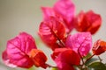 Bougainvillea petals macro, adobe rgb