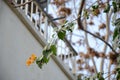 Flowering bougainvillea in the yard