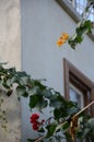 Flowering bougainvillea in the yard