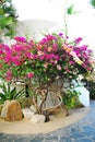 Flowering Bouganvilla in Mexico Royalty Free Stock Photo