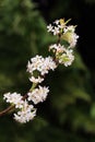 Flowering Bradford Pear Limb Royalty Free Stock Photo