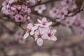 Flowering branch close up beautiful