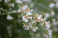 Flowering branch of abelia grandiflora