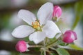 Flowering branch of apple flowers and buds of apple Royalty Free Stock Photo