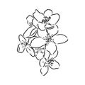 flowering branch of apple tree. Hand drawing in ink, sketch, outline. Royalty Free Stock Photo