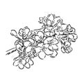 flowering branch of apple tree. Hand drawing in ink, sketch, outline. Royalty Free Stock Photo