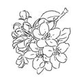 flowering branch of apple tree. Hand drawing in ink, sketch, outline. Royalty Free Stock Photo