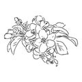 flowering branch of apple tree. Hand drawing in ink, sketch, outline. Royalty Free Stock Photo