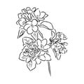 flowering branch of apple tree. Hand drawing in ink, sketch, outline. Royalty Free Stock Photo